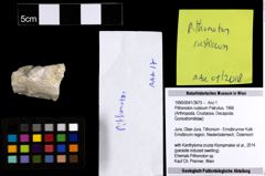 Foto (Objekt + Etiketten) von Pithonoton rusticum (Patrulius, 1966) 